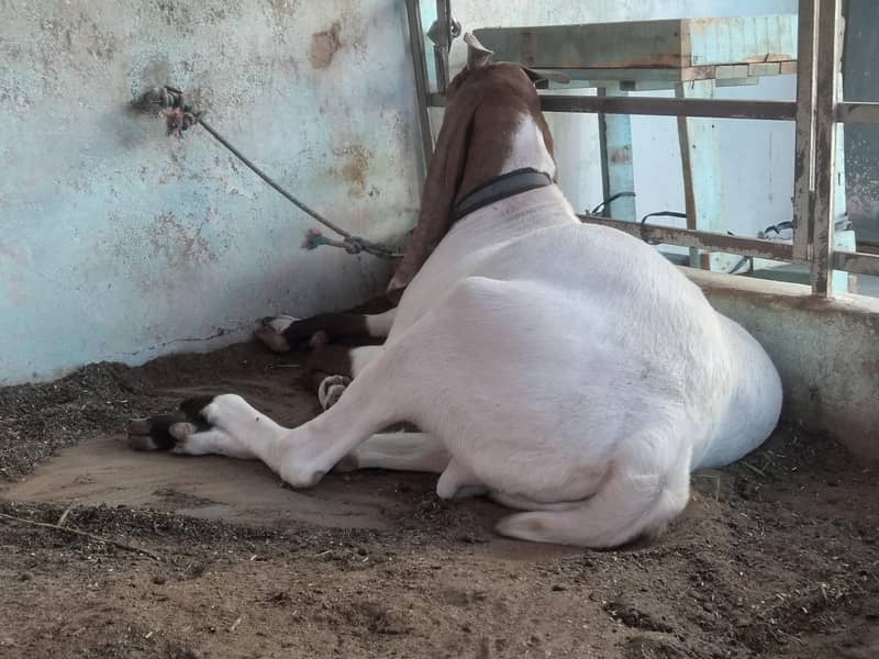 2 Dant khassi bakra 4