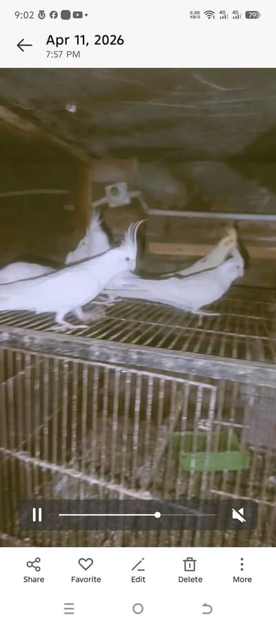 Complete Cockatiel/ Cocktail she'd for sale. I no/Eno red eyes maximum