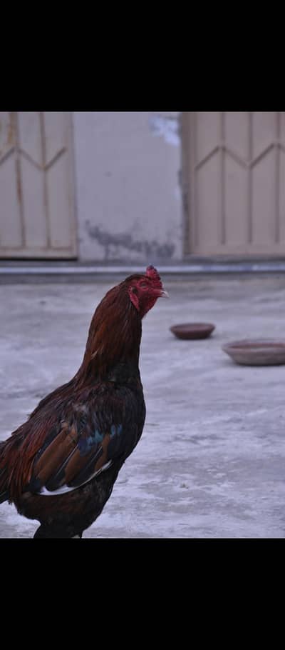 Aseel mianwali breeder