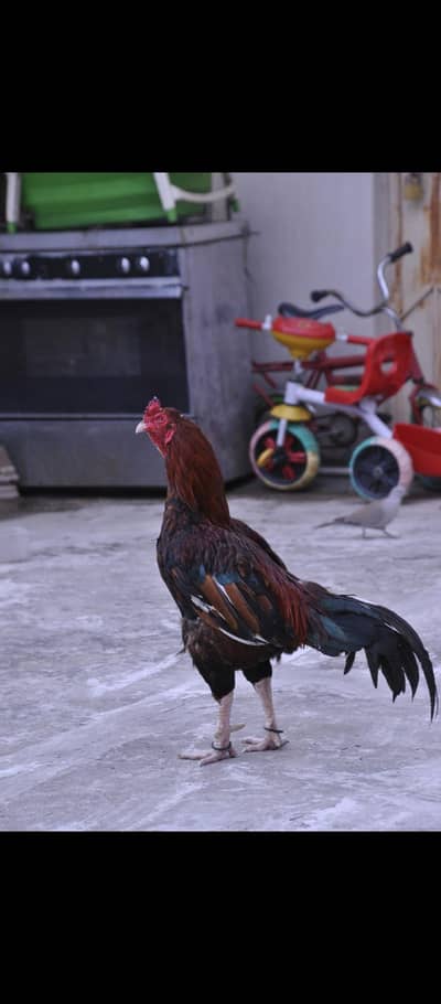 Aseel mianwali breeder murga