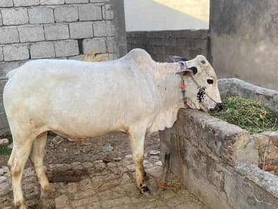 qurbani ke liye bull