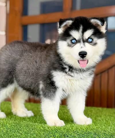 Husky dog 3 month age for sale only WhatsApp number03468444939