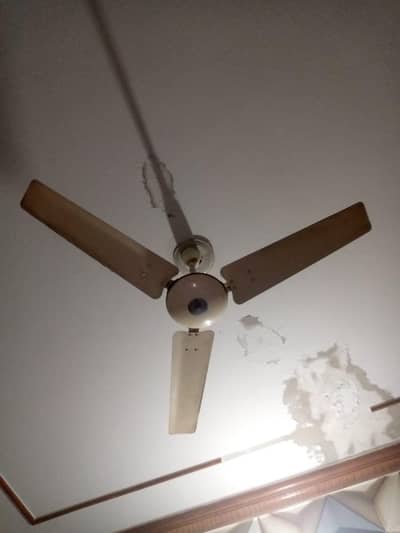 Cielling fans