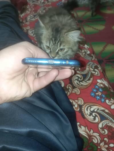 mkbil. . 03315164167.    y9prime 2019