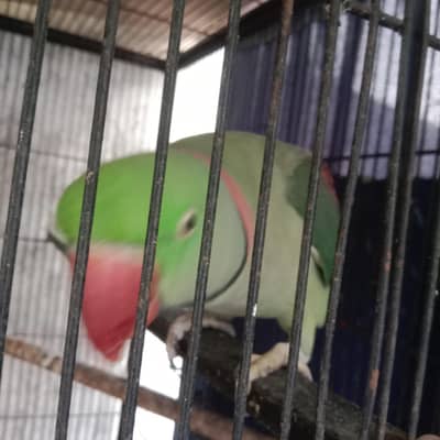 jambo size raw parrot