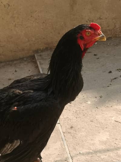 black o shamoo. 03067523933.3