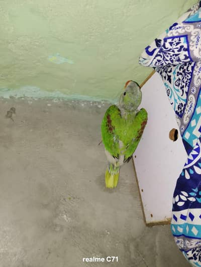 raw parrot baby and ringneck parrot for sale