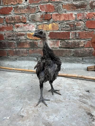 Ice blue & Blue dragon black skin black eye pair