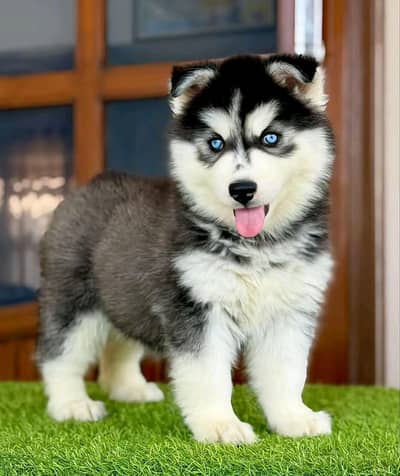 Husky dog for sale only WhatsApp number 03344591204