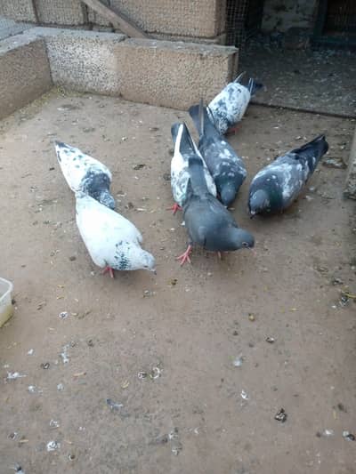 All kabotar achi nasal ky