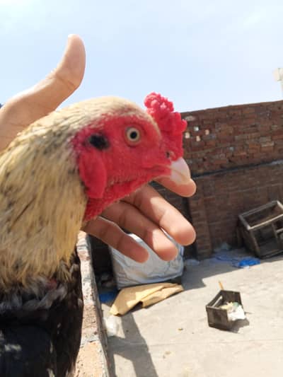 Aseel murga Mainwali