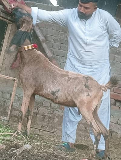 Sheeran print Gabn path sale