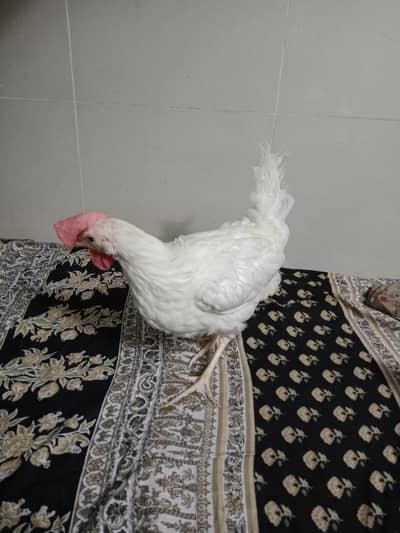 Desi hens