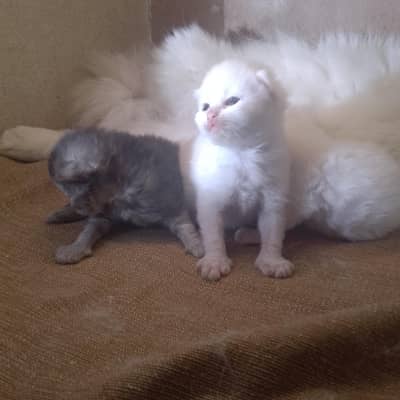 Persian kittens for sale. .