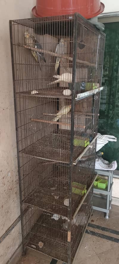 4by4 cage with 3 pair  03314359748 Whatsapp number