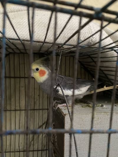 Cocktail pair confirm