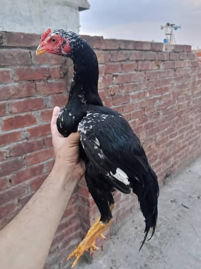 burmi pakoye chicks for sale