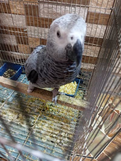 gray parrot one year ka hail