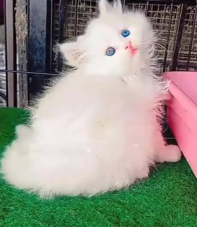 Persian female kitten for sale vaccinated 03464647359