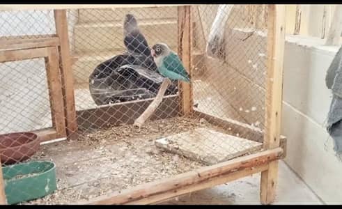 Breeder Lovebird pair for sale