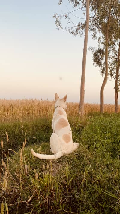Indian Pariah Dog / Desi Dog