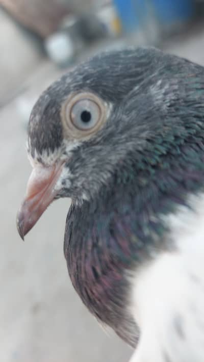 3 madiya ikathi sale krni