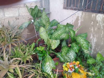 Alovera and indoor plants 