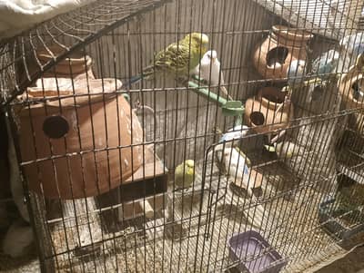 Australian Parrot's with Cage