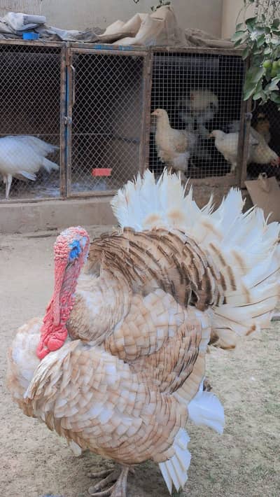 TURKEY BIRDS BREEDER PAIR