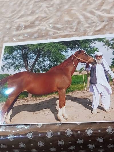 Thoroughbred  panch kaliyan