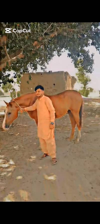 Thoroughbred  panch kaliyan