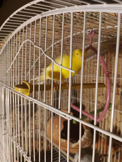 Canary Male