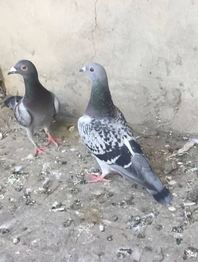 Read barr or blue barr raser baby pigeon or aseel baby pigeon all bree