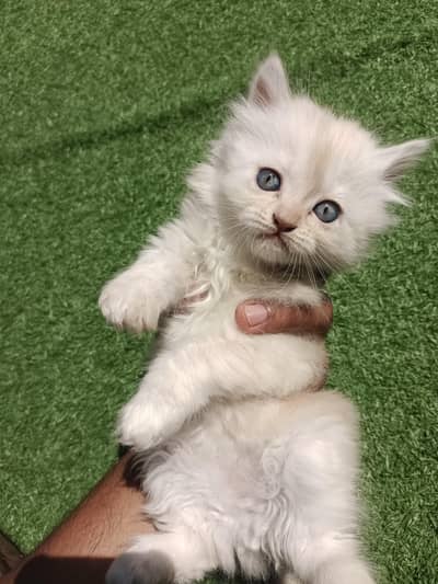 kitten for sale | Brown male kitten | 60 days old