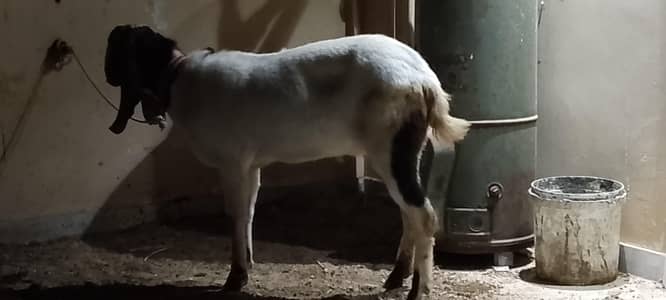 BAKRA