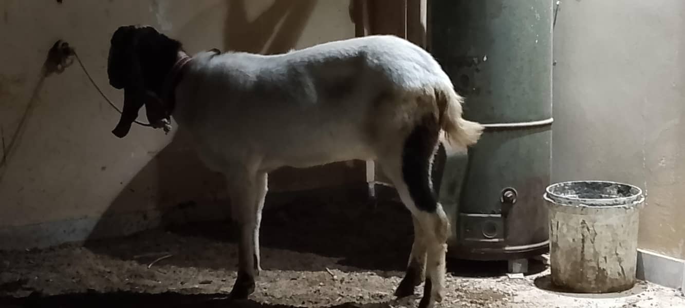 BAKRA 0
