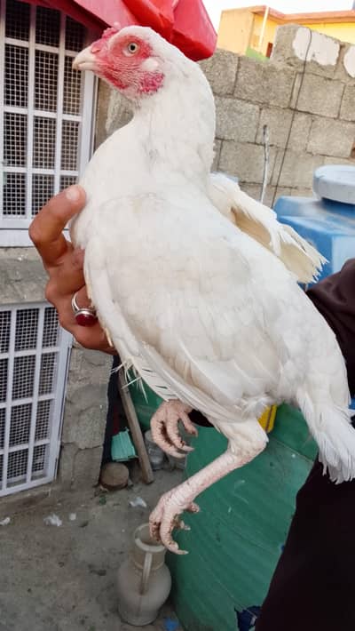 Aseel Heera breeder pair or chicks