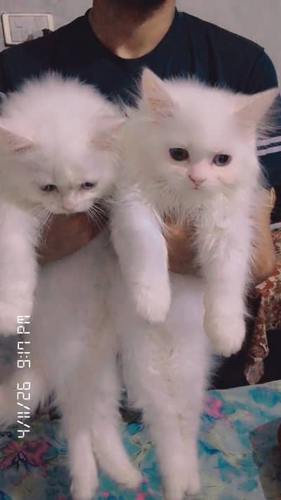I want to sale my Persian kittens for sale
