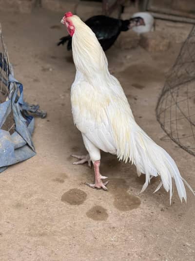 Heera Aseel kit breeder for sale