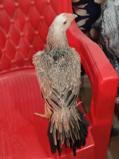 parrotbeak/shamo/Heera/aseel/whiteshamo/hen