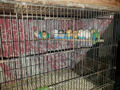 love birds (mutated)