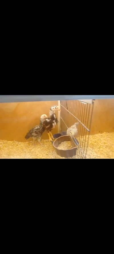 Aseel | Neck locker |  | japanese Shamo | Burmi | chicks | Thai