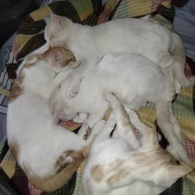 Selling four street kitten cats.