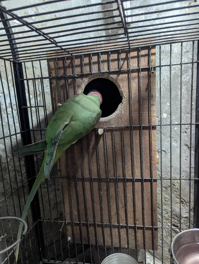 raw male handtame zero bite 1