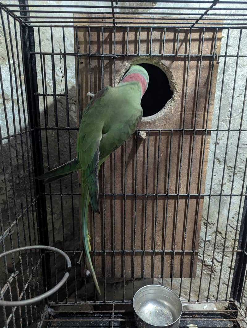 raw male handtame zero bite 2