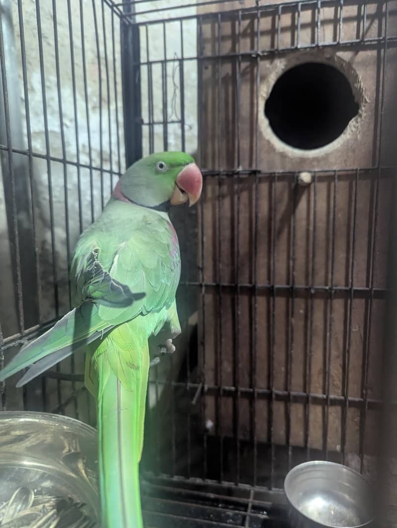 raw male handtame zero bite 3