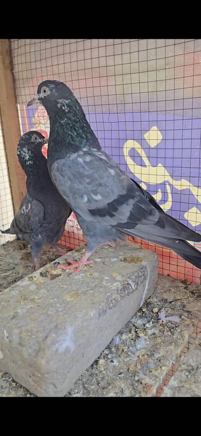 Kale teddy Cheney teddy