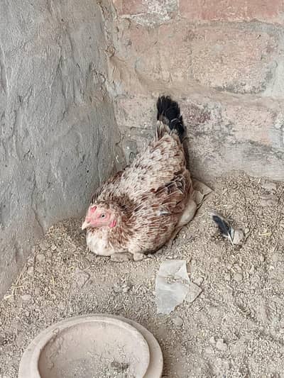 aseel murgi ,Andy dati ha,