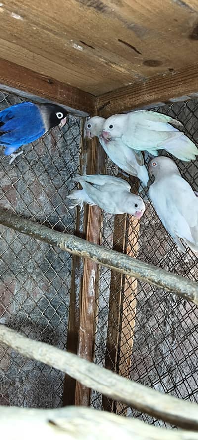 albino red eye and black eye 2 pair one violet