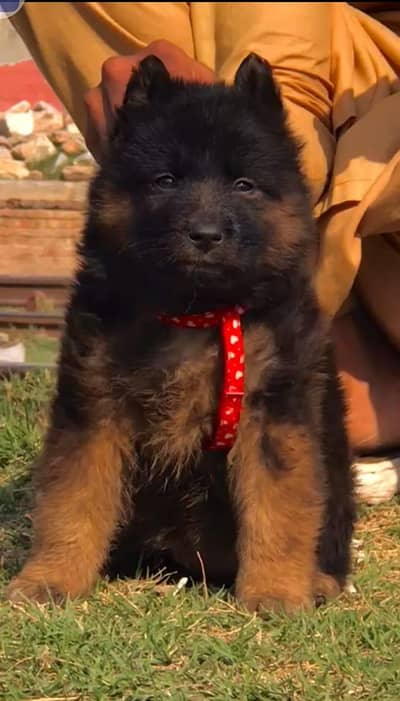 German Shepherd female for sale